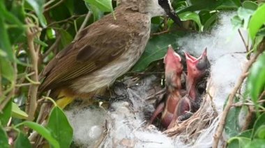 Sarı delikli bir bülbül (Pycnonotus goiavier) yuvasında bulunan yavru kuşlardan doğan 4 günlük yavru kuş, Tayland doğasında gezgin kuşlardan oluşan bir bulbul familyasının bir üyesidir.