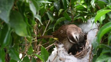 Sarı delikli bir bülbül (Pycnonotus goiavier) yuvasında bulunan yavru kuşlardan doğan 5 günlük yavru kuş, Tayland doğasında gezgin kuşlardan oluşan bir bulbul familyasının bir üyesidir.