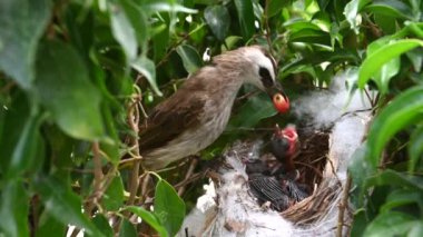 Sarı delikli bir bülbül (Pycnonotus goiavier) yuvasında bulunan yavru kuşlardan doğan 5 günlük yavru kuş, Tayland doğasında gezgin kuşlardan oluşan bir bulbul familyasının bir üyesidir.