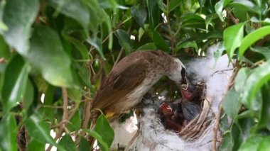Sarı delikli bir bülbül (Pycnonotus goiavier) yuvasında bulunan yavru kuşlardan doğan 5 günlük yavru kuş, Tayland doğasında gezgin kuşlardan oluşan bir bulbul familyasının bir üyesidir.