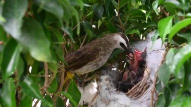 Sarı delikli bir bülbül (Pycnonotus goiavier) yuvasında bulunan yavru kuşlardan doğan 5 günlük yavru kuş, Tayland doğasında gezgin kuşlardan oluşan bir bulbul familyasının bir üyesidir.