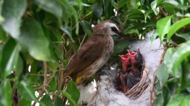 Sarı delikli bir bülbül (Pycnonotus goiavier) yuvasında bulunan yavru kuşlardan doğan 5 günlük yavru kuş, Tayland doğasında gezgin kuşlardan oluşan bir bulbul familyasının bir üyesidir.
