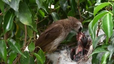 Sarı delikli bir bulbul (Pycnonotus goiavier) yuvasında yavru kuşlardan doğan 6 günlük yavru kuş, Tayland 'da gezgin kuşlardan oluşan bir bulbul familyasının bir üyesidir.