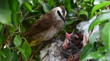 7 günlük yavru kuşların sarı delikli bir bulbul (Pycnonotus goiavier) yuvası veya doğu sarı delikli bulbul, Tayland 'da gezgin kuşlar familyasının bir üyesidir.