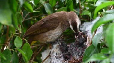 7 günlük yavru kuşların sarı delikli bir bulbul (Pycnonotus goiavier) yuvası veya doğu sarı delikli bulbul, Tayland 'da gezgin kuşlar familyasının bir üyesidir.