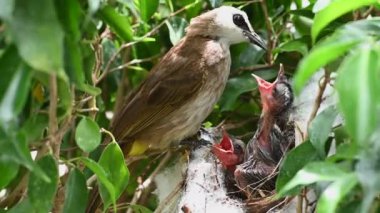 7 günlük yavru kuşların sarı delikli bir bulbul (Pycnonotus goiavier) yuvası veya doğu sarı delikli bulbul, Tayland 'da gezgin kuşlar familyasının bir üyesidir.