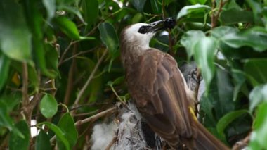 7 günlük yavru kuşların sarı delikli bir bulbul (Pycnonotus goiavier) yuvası veya doğu sarı delikli bulbul, Tayland 'da gezgin kuşlar familyasının bir üyesidir.