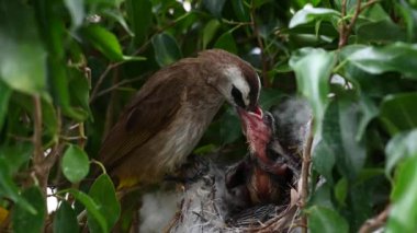 7 günlük yavru kuşların sarı delikli bir bulbul (Pycnonotus goiavier) yuvası veya doğu sarı delikli bulbul, Tayland 'da gezgin kuşlar familyasının bir üyesidir.