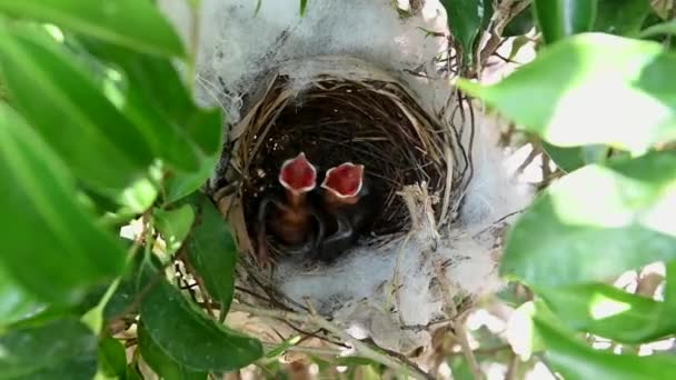 Giorni Uccelli Piccoli Nido Bulbul Sfiato Giallo Pycnonotus Goiavier Bulbul — Video Stock