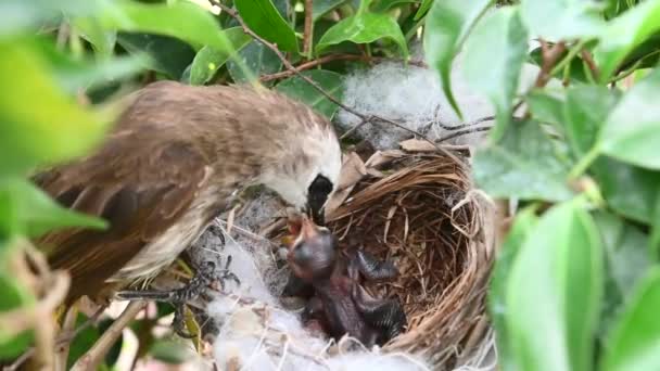 Tage Altes Vogelbaby Einem Nest Aus Gelbbelüftetem Bulbul Pycnonotus Goiavier — Stockvideo