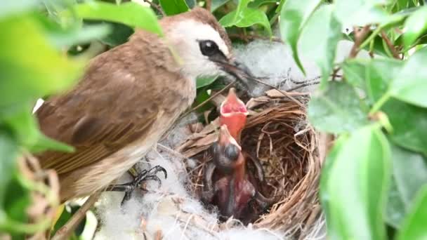 Días Edad Las Aves Bebé Nido Bulbul Ventilación Amarilla Pycnonotus — Vídeos de Stock