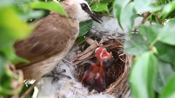 Giorni Uccelli Piccoli Nido Bulbul Sfiato Giallo Pycnonotus Goiavier Bulbul — Video Stock