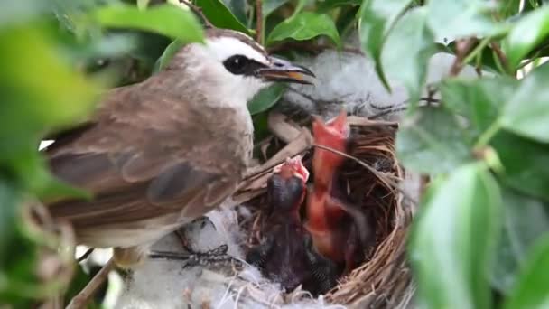 赤ちゃんの巣の中にいる2日間の赤ちゃんの鳥 Pycnotus Goiavier または東黄色の通気性のブルブルは タイの自然の中で通行人の鳥のブルブル家族の一員です — ストック動画