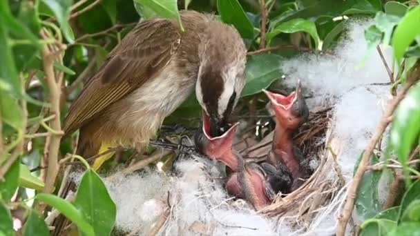 赤ちゃんの巣の中で生まれた4日間の赤ちゃんの鳥 Pycnotus Goiavier または東黄色の通気性のブルブルは タイの自然の中でスズメバチ科の鳥の一員です — ストック動画