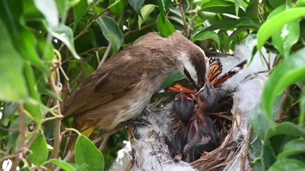 5日間の赤ちゃんの鳥の巣の中で生まれた黄色の通気性のブルブル Pycnotus Goiavier または東黄色の通気性ブルブルは タイで自然の中でスズメの鳥のブルブル家族の一員です — ストック動画