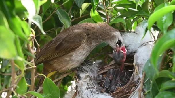 Neonato Giorni Nato Uccellini Nido Bulbul Sfiato Giallo Pycnonotus Goiavier — Video Stock