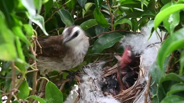 5日間の赤ちゃんの鳥の巣の中で生まれた黄色の通気性のブルブル Pycnotus Goiavier または東黄色の通気性ブルブルは タイで自然の中でスズメの鳥のブルブル家族の一員です — ストック動画