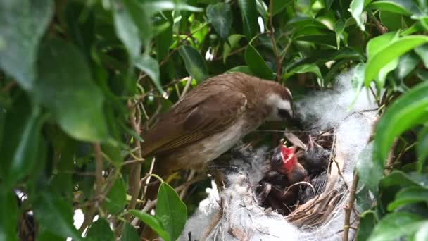5日間の赤ちゃんの鳥の巣の中で生まれた黄色の通気性のブルブル Pycnotus Goiavier または東黄色の通気性ブルブルは タイで自然の中でスズメの鳥のブルブル家族の一員です — ストック動画