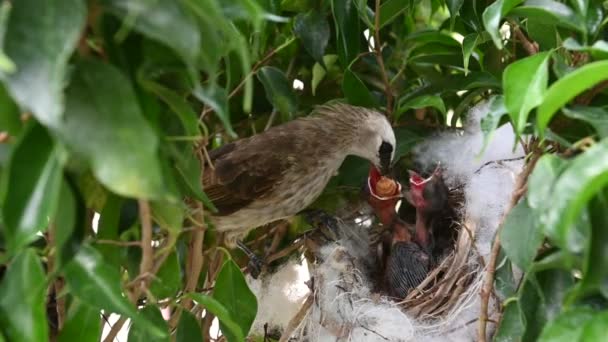 5日間の赤ちゃんの鳥の巣の中で生まれた黄色の通気性のブルブル Pycnotus Goiavier または東黄色の通気性ブルブルは タイで自然の中でスズメの鳥のブルブル家族の一員です — ストック動画