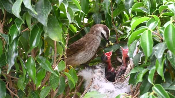 在泰国 6天大的幼鸟宝宝出生在黄松窝 Pycnonotus Goiavier 或东部黄松窝 Pycnonotus Goiavier 是泰国自然中的帕萨林鸟群的一员 — 图库视频影像