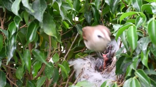 Neonato Giorni Piccoli Uccelli Nido Bulbul Sfiato Giallo Pycnonotus Goiavier — Video Stock