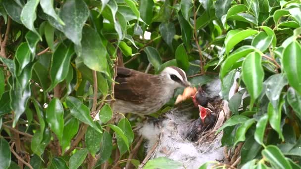 Neonato Giorni Piccoli Uccelli Nido Bulbul Sfiato Giallo Pycnonotus Goiavier — Video Stock