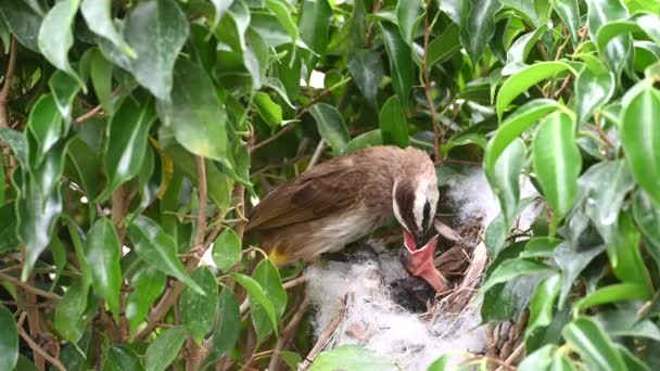 赤ちゃんの巣の中で生まれた6日間の赤ちゃんの鳥 Pycnotus Goiavier または東部の黄色の通気性のブルブルは タイの自然の中でスズメバチ科の鳥の一員です — ストック動画