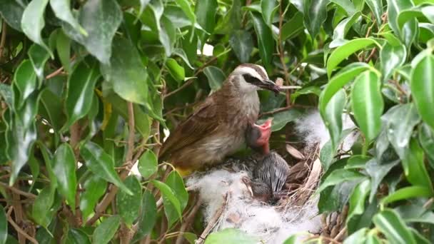 Neonato Giorni Piccoli Uccelli Nido Bulbul Sfiato Giallo Pycnonotus Goiavier — Video Stock