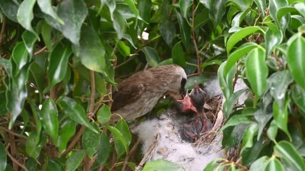 Neonato Giorni Piccoli Uccelli Nido Bulbul Sfiato Giallo Pycnonotus Goiavier — Video Stock