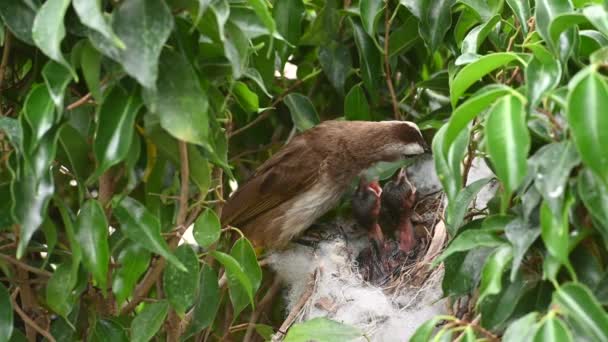 赤ちゃんの巣の中で生まれた6日間の赤ちゃんの鳥 Pycnotus Goiavier または東部の黄色の通気性のブルブルは タイの自然の中でスズメバチ科の鳥の一員です — ストック動画