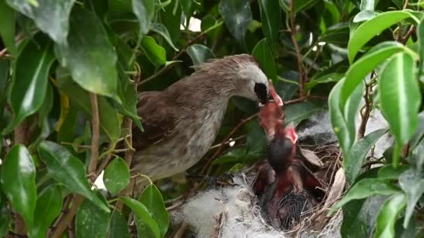 赤ちゃんの巣の中で生まれた6日間の赤ちゃんの鳥 Pycnotus Goiavier または東部の黄色の通気性のブルブルは タイの自然の中でスズメバチ科の鳥の一員です — ストック動画