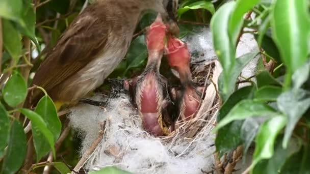 赤ちゃんの巣の中で生まれた6日間の赤ちゃんの鳥 Pycnotus Goiavier または東部の黄色の通気性のブルブルは タイの自然の中でスズメバチ科の鳥の一員です — ストック動画