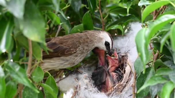 赤ちゃんの巣の中で生まれた6日間の赤ちゃんの鳥 Pycnotus Goiavier または東部の黄色の通気性のブルブルは タイの自然の中でスズメバチ科の鳥の一員です — ストック動画