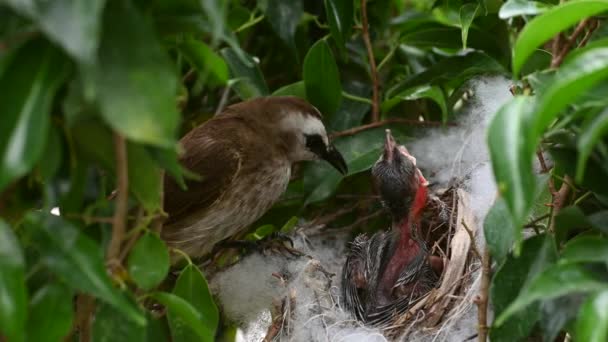 赤ちゃんの巣の中で生まれた6日間の赤ちゃんの鳥 Pycnotus Goiavier または東部の黄色の通気性のブルブルは タイの自然の中でスズメバチ科の鳥の一員です — ストック動画