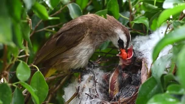 赤ちゃんの巣の中で生まれた7日間の赤ちゃんの鳥 Pycnotus Goiavier または東部の黄色の通気性のブルブルは タイの自然の中でスズメバチ科の鳥の一員です — ストック動画