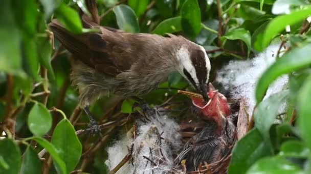 태어난 새끼새는 황갈색 Pycnonotus Goiavier Pycnonotus Goiavier 둥지에서 태어났다 — 비디오