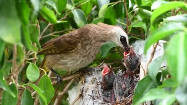 赤ちゃんの巣の中で生まれた7日間の赤ちゃんの鳥 Pycnotus Goiavier または東部の黄色の通気性のブルブルは タイの自然の中でスズメバチ科の鳥の一員です — ストック動画