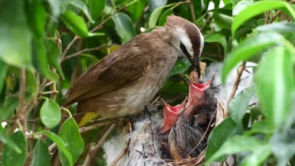 赤ちゃんの巣の中で生まれた7日間の赤ちゃんの鳥 Pycnotus Goiavier または東部の黄色の通気性のブルブルは タイの自然の中でスズメバチ科の鳥の一員です — ストック動画