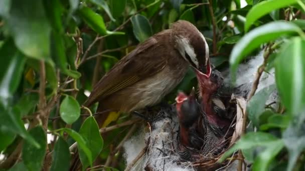 Neonato Giorni Piccoli Nido Bulbul Sfiato Giallo Pycnonotus Goiavier Bulbul — Video Stock