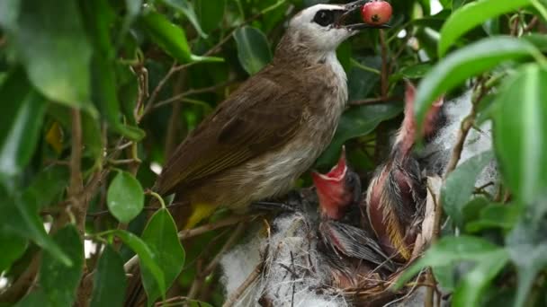 赤ちゃんの巣の中で生まれた7日間の赤ちゃんの鳥 Pycnotus Goiavier または東部の黄色の通気性のブルブルは タイの自然の中でスズメバチ科の鳥の一員です — ストック動画