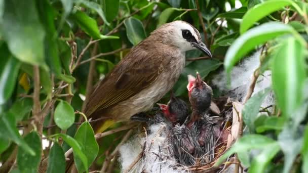 Días Edad Recién Nacido Aves Bebé Nido Bulbul Ventilación Amarilla — Vídeo de stock