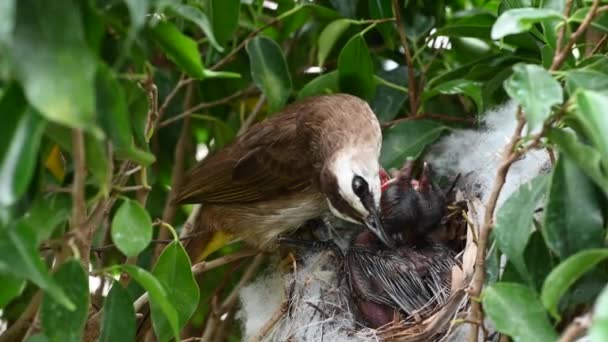 Day Old New Born Baby Birds Nest Yellow Vented Bulbul — Stock Video