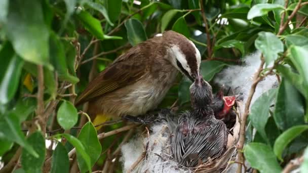 赤ちゃんの巣の中で生まれた7日間の赤ちゃんの鳥 Pycnotus Goiavier または東部の黄色の通気性のブルブルは タイの自然の中でスズメバチ科の鳥の一員です — ストック動画