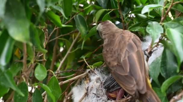 赤ちゃんの巣の中で生まれた7日間の赤ちゃんの鳥 Pycnotus Goiavier または東部の黄色の通気性のブルブルは タイの自然の中でスズメバチ科の鳥の一員です — ストック動画