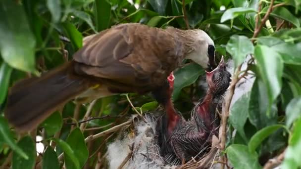 赤ちゃんの巣の中で生まれた7日間の赤ちゃんの鳥 Pycnotus Goiavier または東部の黄色の通気性のブルブルは タイの自然の中でスズメバチ科の鳥の一員です — ストック動画