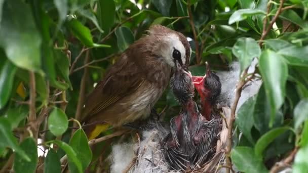 赤ちゃんの巣の中で生まれた7日間の赤ちゃんの鳥 Pycnotus Goiavier または東部の黄色の通気性のブルブルは タイの自然の中でスズメバチ科の鳥の一員です — ストック動画