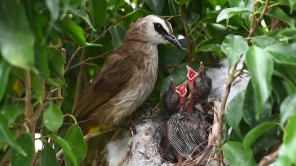 Días Edad Recién Nacido Aves Bebé Nido Bulbul Ventilación Amarilla — Vídeos de Stock