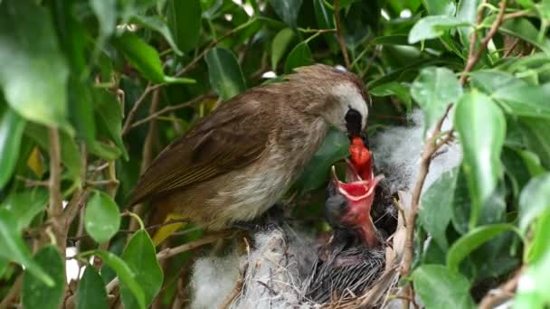 Neonato Giorni Piccoli Nido Bulbul Sfiato Giallo Pycnonotus Goiavier Bulbul — Video Stock