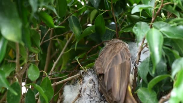 Recém Nascido Dias Idade Ninho Bulbul Ventilação Amarela Pycnonotus Goiavier — Vídeo de Stock