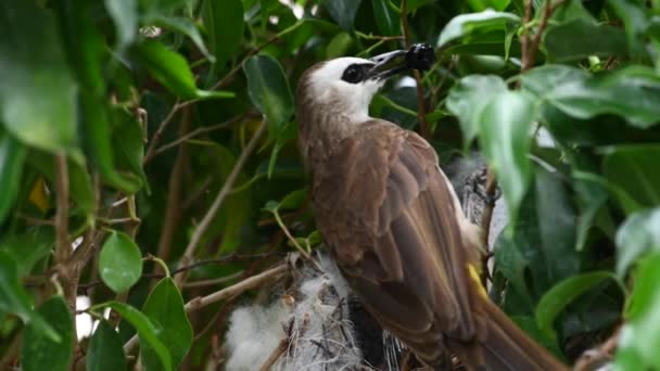 Neonato Giorni Piccoli Nido Bulbul Sfiato Giallo Pycnonotus Goiavier Bulbul — Video Stock